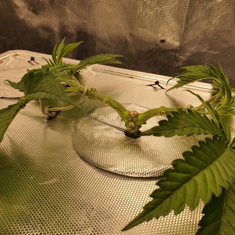 Blue Dream CBD Top Fed DWC 2020 #1 growlog timeline photo