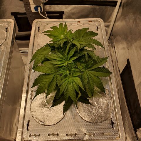 Blue Dream CBD Top Fed DWC 2020 #1 growlog timeline photo