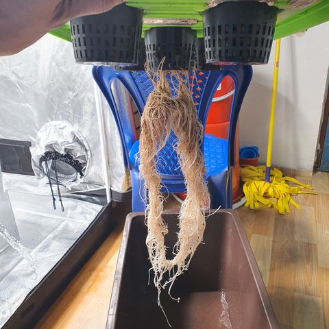 Blue Dream CBD Top Fed DWC 2020 #1 growlog timeline photo