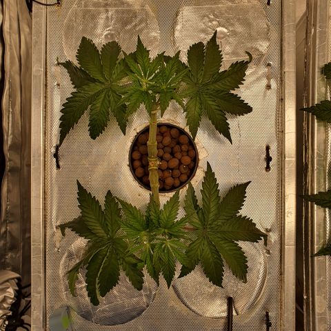 Blue Dream CBD Top Fed DWC 2020 #1 growlog timeline photo