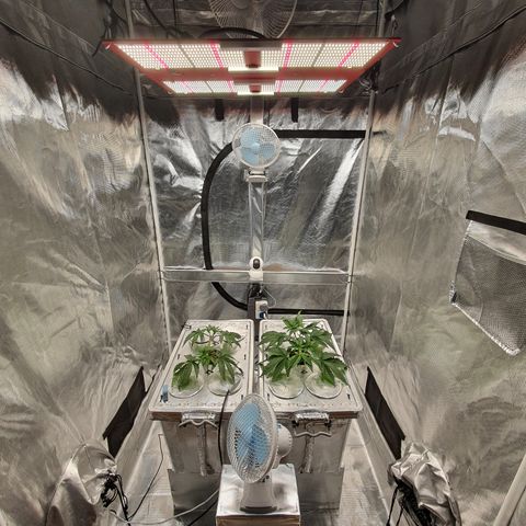 Blue Dream CBD Top Fed DWC 2020 #1 growlog timeline photo