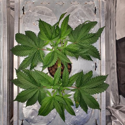 Blue Dream CBD Top Fed DWC 2020 #1 growlog timeline photo