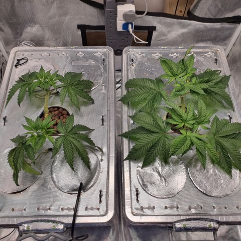 Blue Dream CBD Top Fed DWC 2020 #1 growlog timeline photo