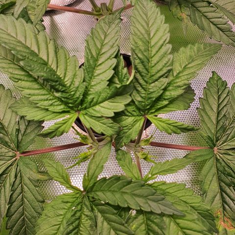 Blue Dream CBD Top Fed DWC 2020 #1 growlog timeline photo