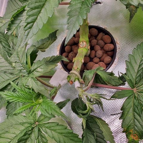 Blue Dream CBD Top Fed DWC 2020 #1 growlog timeline photo