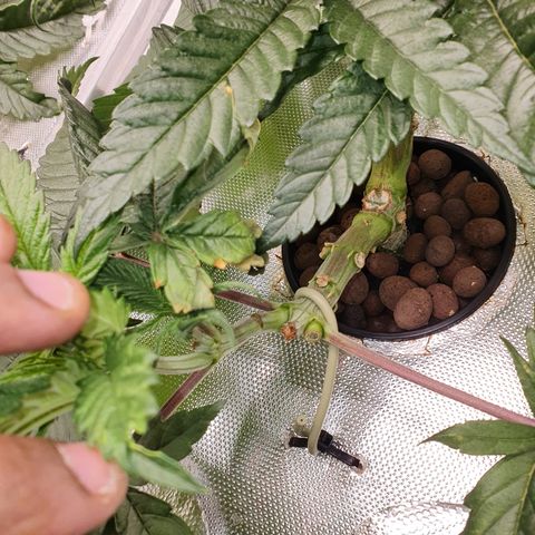 Blue Dream CBD Top Fed DWC 2020 #1 growlog timeline photo