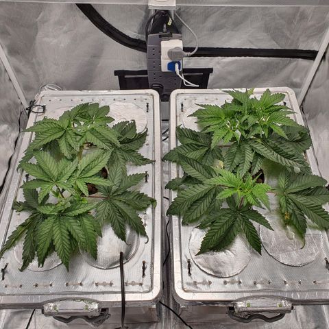 Blue Dream CBD Top Fed DWC 2020 #1 growlog timeline photo
