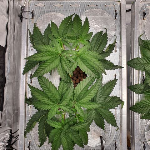 Blue Dream CBD Top Fed DWC 2020 #1 growlog timeline photo