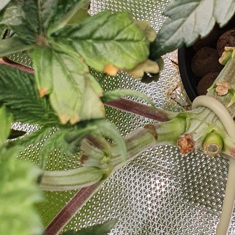 Blue Dream CBD Top Fed DWC 2020 #1 growlog timeline photo