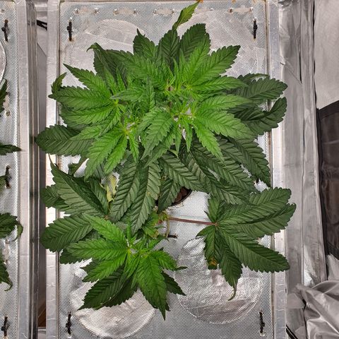 Blue Dream CBD Top Fed DWC 2020 #1 growlog timeline photo