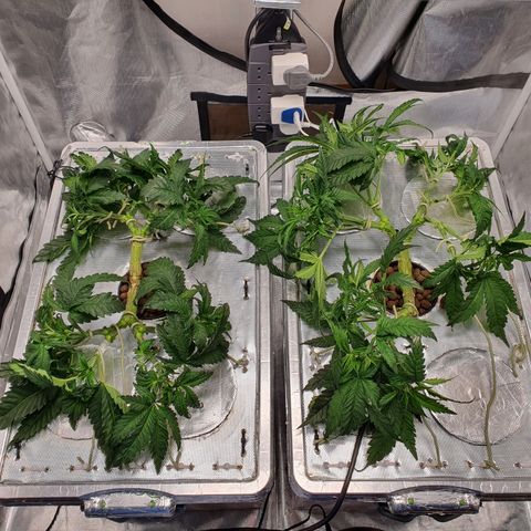 Blue Dream CBD Top Fed DWC 2020 #1 growlog timeline photo