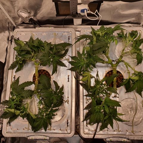 Blue Dream CBD Top Fed DWC 2020 #1 growlog timeline photo