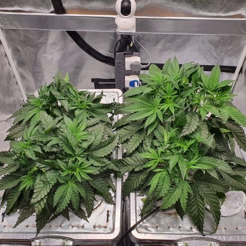 Blue Dream CBD Top Fed DWC 2020 #1 growlog timeline photo