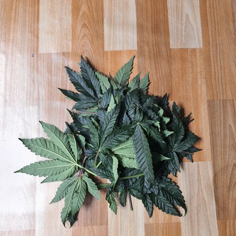 Blue Dream CBD Top Fed DWC 2020 #1 growlog timeline photo