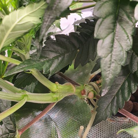 Blue Dream CBD Top Fed DWC 2020 #1 growlog timeline photo