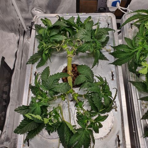 Blue Dream CBD Top Fed DWC 2020 #1 growlog timeline photo