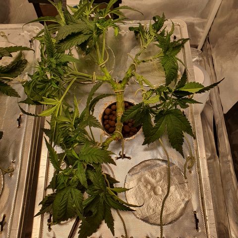 Blue Dream CBD Top Fed DWC 2020 #1 growlog timeline photo