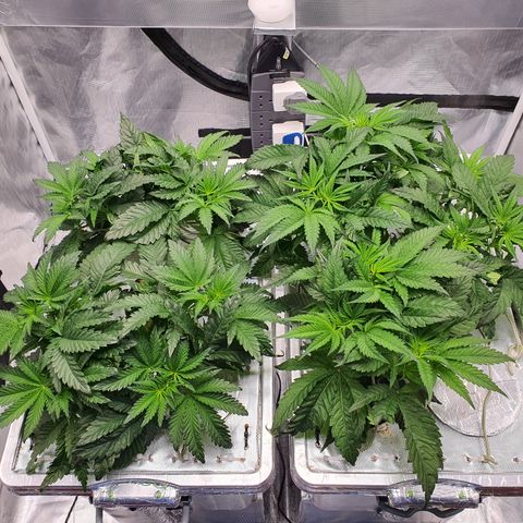 Blue Dream CBD Top Fed DWC 2020 #1 growlog timeline photo