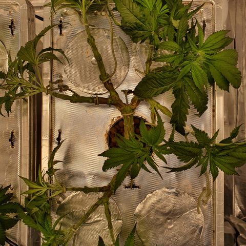 Blue Dream CBD Top Fed DWC 2020 #1 growlog timeline photo
