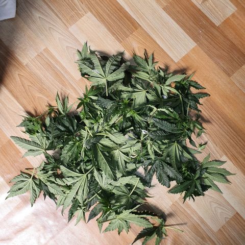 Blue Dream CBD Top Fed DWC 2020 #1 growlog timeline photo