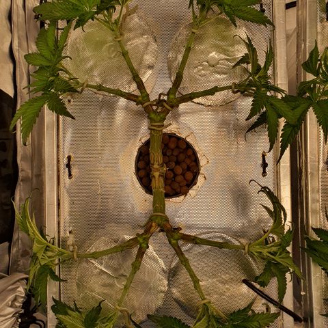 Blue Dream CBD Top Fed DWC 2020 #1 growlog timeline photo