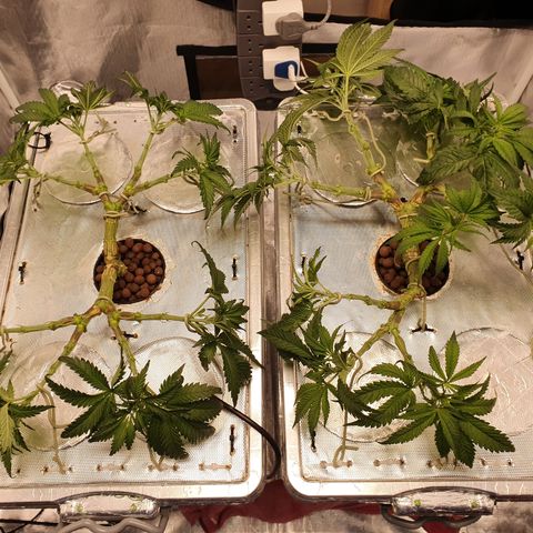 Blue Dream CBD Top Fed DWC 2020 #1 growlog timeline photo