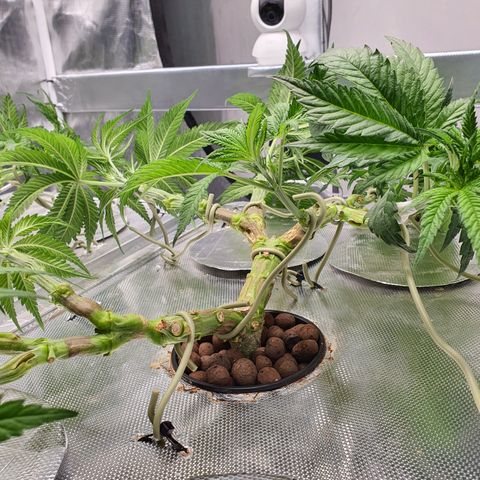 Blue Dream CBD Top Fed DWC 2020 #1 growlog timeline photo