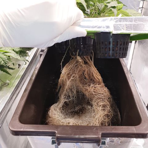 Blue Dream CBD Top Fed DWC 2020 #1 growlog timeline photo