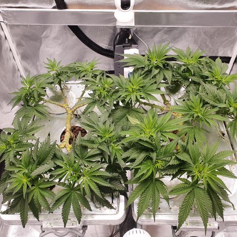 Blue Dream CBD Top Fed DWC 2020 #1 growlog timeline photo