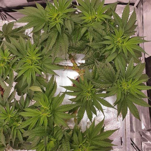 Blue Dream CBD Top Fed DWC 2020 #1 growlog timeline photo