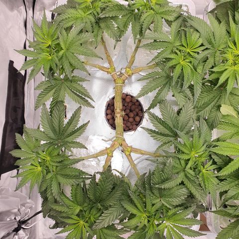 Blue Dream CBD Top Fed DWC 2020 #1 growlog timeline photo