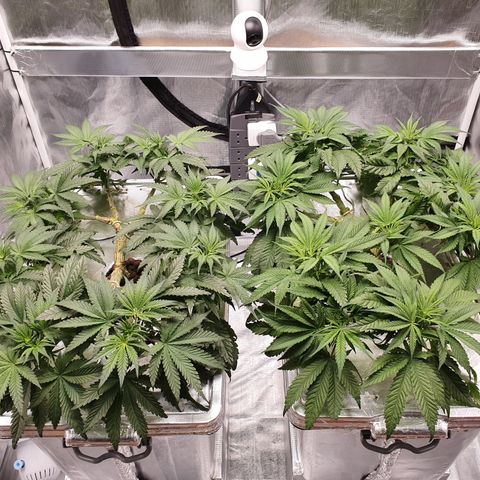 Blue Dream CBD Top Fed DWC 2020 #1 growlog timeline photo