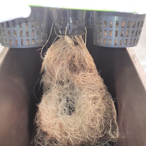 Blue Dream CBD Top Fed DWC 2020 #1 growlog timeline photo