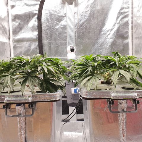Blue Dream CBD Top Fed DWC 2020 #1 growlog timeline photo