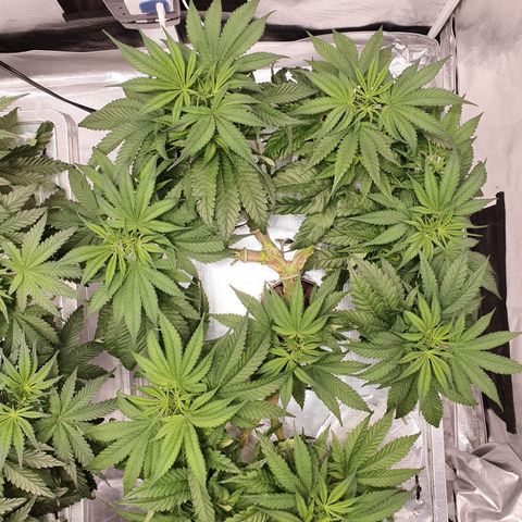 Blue Dream CBD Top Fed DWC 2020 #1 growlog timeline photo