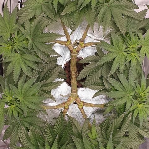 Blue Dream CBD Top Fed DWC 2020 #1 growlog timeline photo