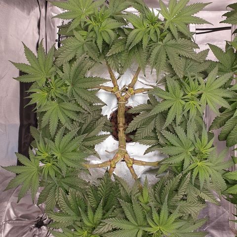 Blue Dream CBD Top Fed DWC 2020 #1 growlog timeline photo