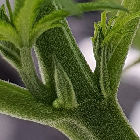 Blue Dream CBD Top Fed DWC 2020 #1 growlog photo: Plant 2