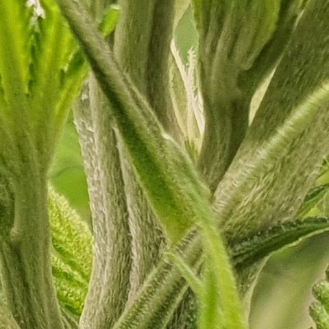 Blue Dream CBD Top Fed DWC 2020 #1 growlog photo: Plant 2