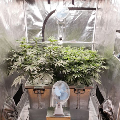 Blue Dream CBD Top Fed DWC 2020 #1 growlog timeline photo