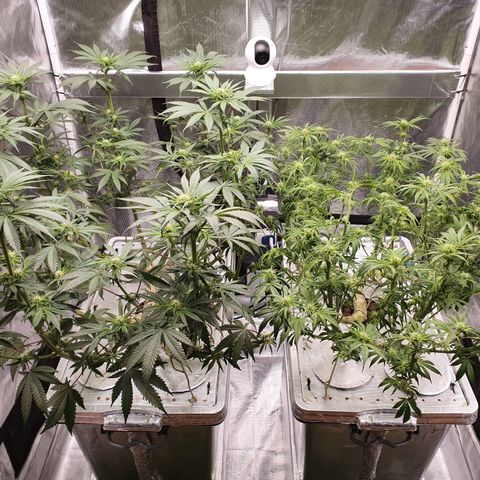Blue Dream CBD Top Fed DWC 2020 #1 growlog timeline photo