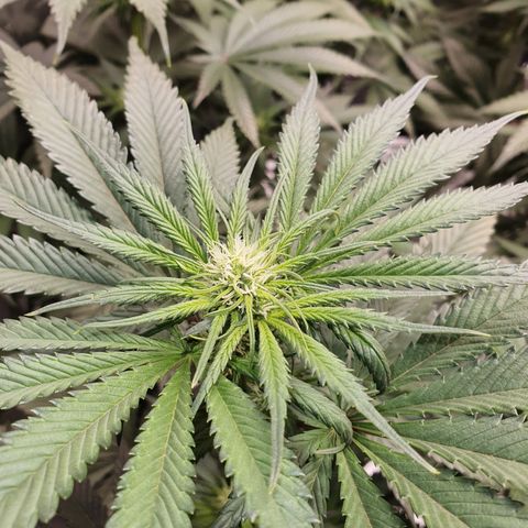 Blue Dream CBD Top Fed DWC 2020 #1 growlog timeline photo