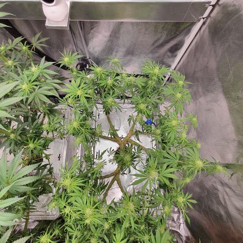 Blue Dream CBD Top Fed DWC 2020 #1 growlog timeline photo
