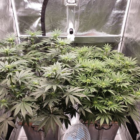 Blue Dream CBD Top Fed DWC 2020 #1 growlog timeline photo