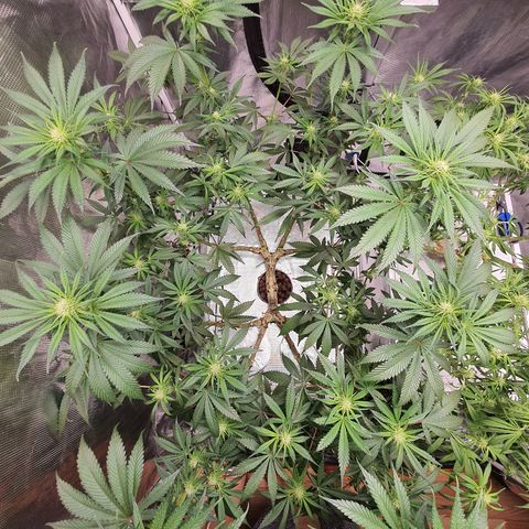 Blue Dream CBD Top Fed DWC 2020 #1 growlog timeline photo