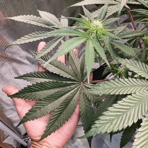 Blue Dream CBD Top Fed DWC 2020 #1 growlog timeline photo