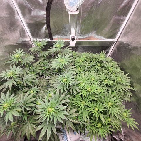 Blue Dream CBD Top Fed DWC 2020 #1 growlog timeline photo