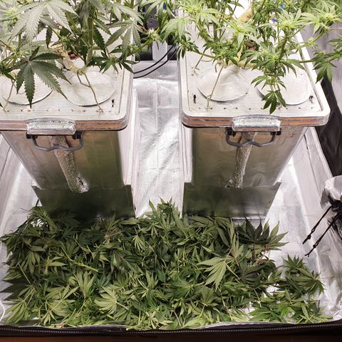 Blue Dream CBD Top Fed DWC 2020 #1 growlog timeline photo