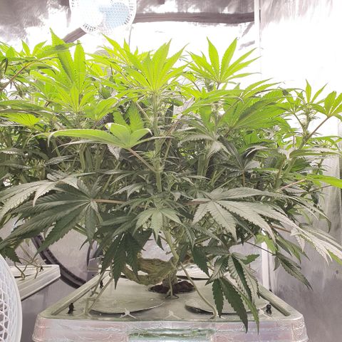 Blue Dream CBD Top Fed DWC 2020 #1 growlog timeline photo
