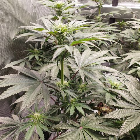 Blue Dream CBD Top Fed DWC 2020 #1 growlog timeline photo